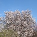 Prunus cerasifera 'Pissardii' en fleur P18